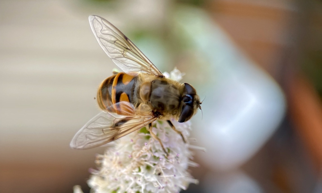 RUG Wasp on Apple Mint