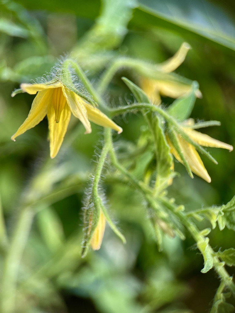 RUG Heirloom Tomato blooms