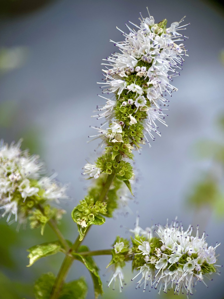 RUG Apple Mint Blooms and Flowers