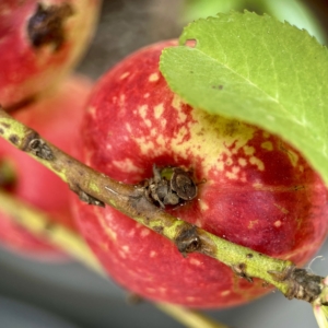 RUG - Macro of a dwarf peach - Macro de pêssego anão