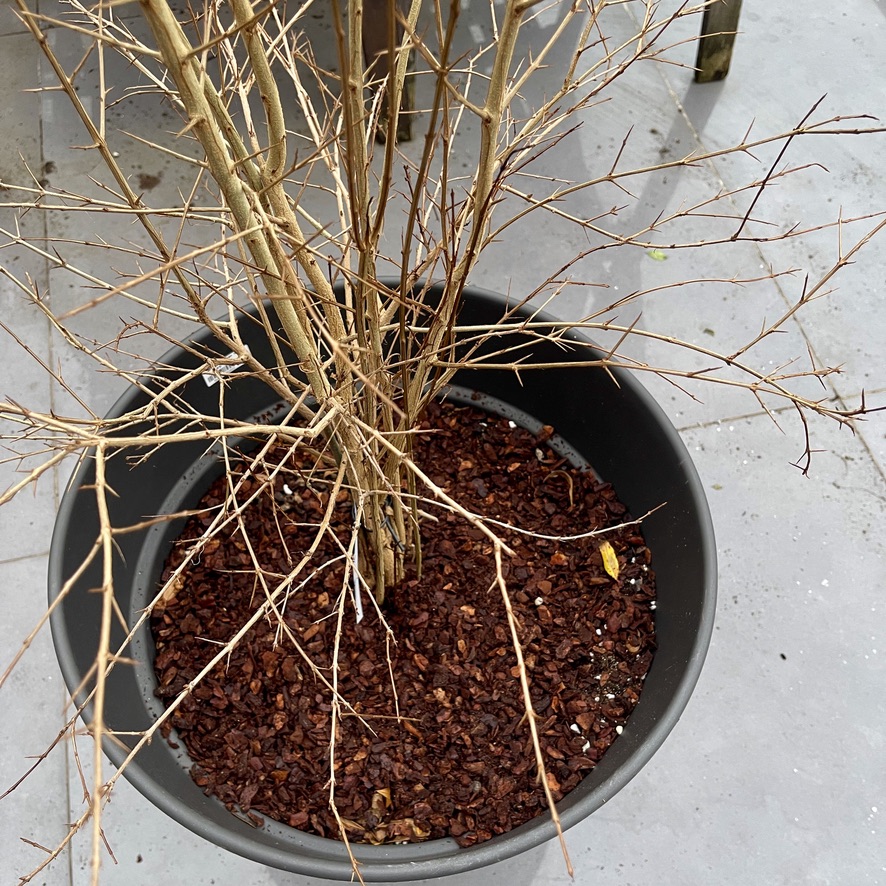 RUG Mulch Pot - Vaso com protecção