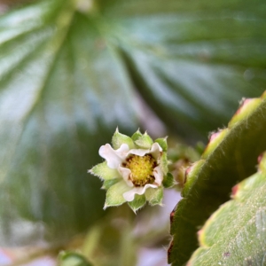 RUG Strawberry flower - Flor de morangueiro