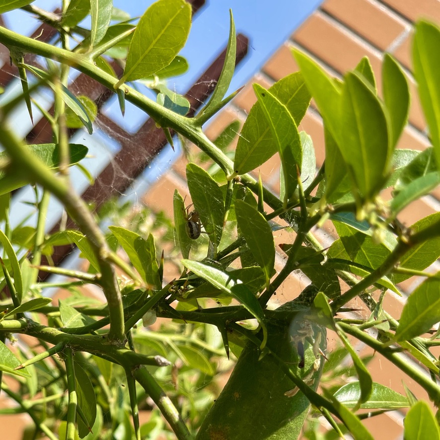 RUG Post 10 - False Widow in Caviar Lime Tree