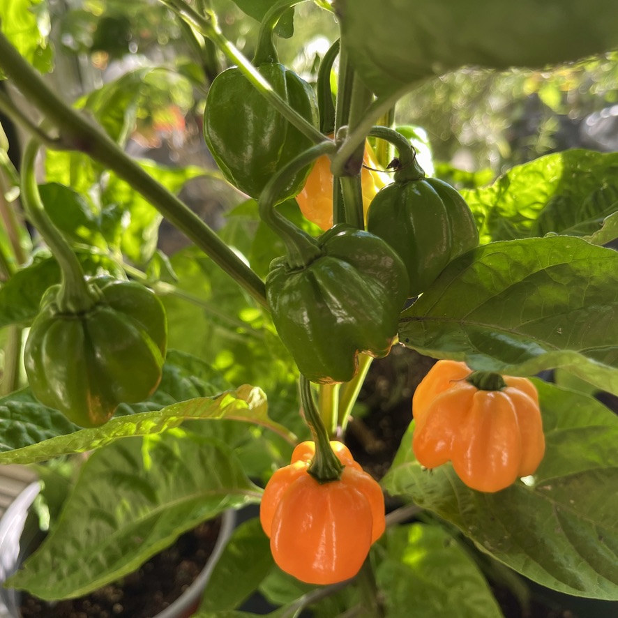 RUG green and orange chilli peppers - piripiris verdes e laranja