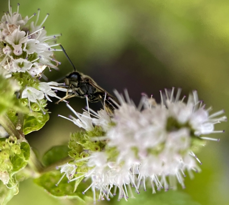 RUG Insect feeding on Apple Mint
