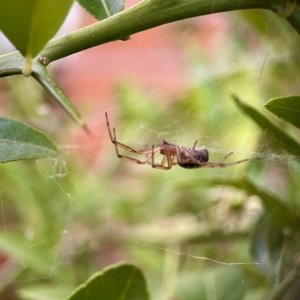 RUG False Widow - Steatoda nobilis