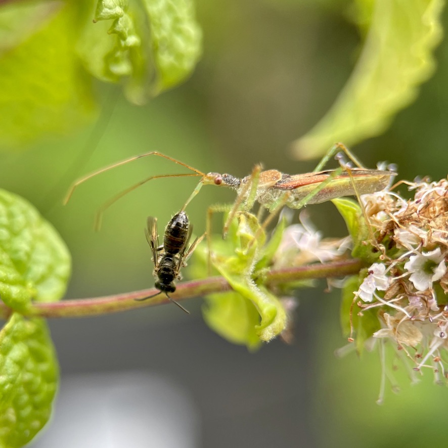 Zelus renardii catching a fly in mint