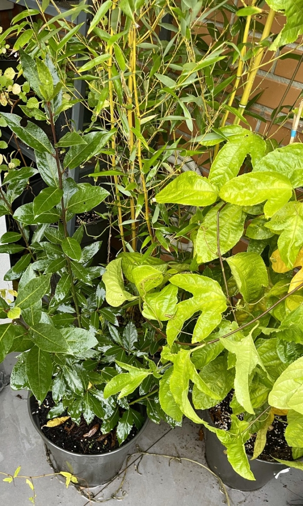 RUG Sheltered corner - um canto protegido