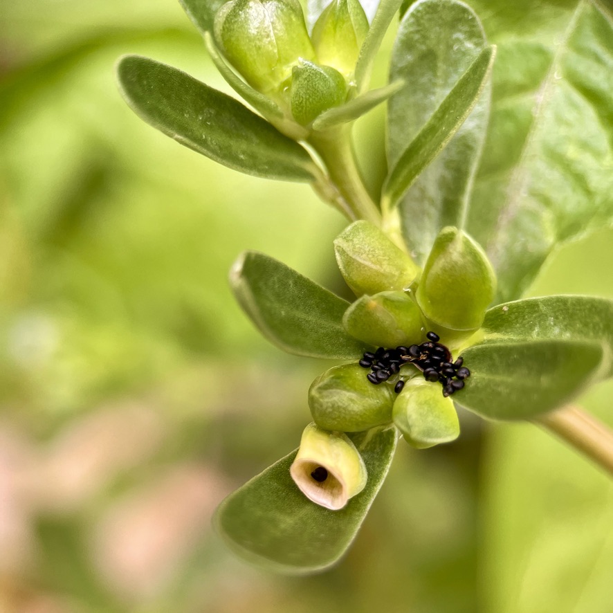RUG Portulaca oleracea seeds