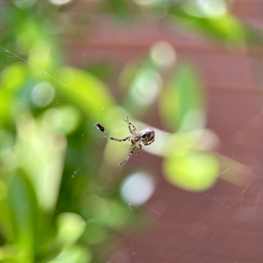 False Widow - Steatoda nobilis - catching a prey