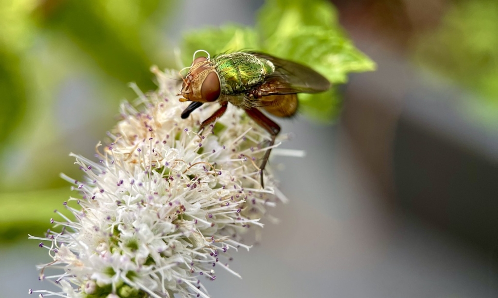 RUG Fly on Apple Mint
