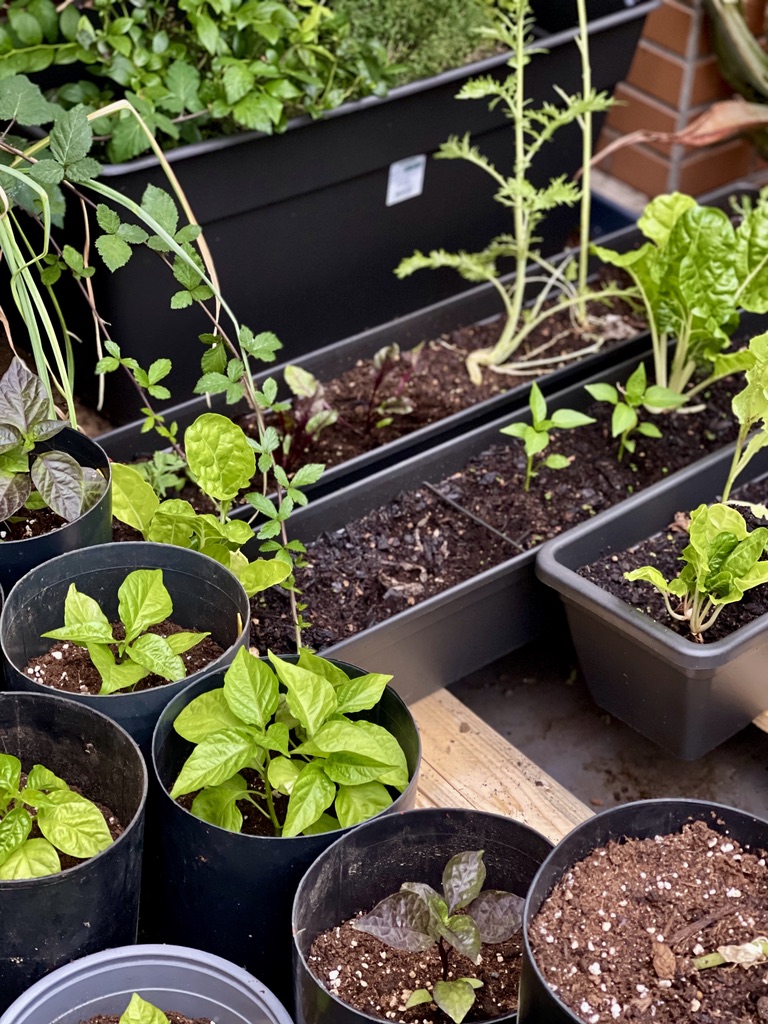 RUG Post 9 - Rooftop produce in pots