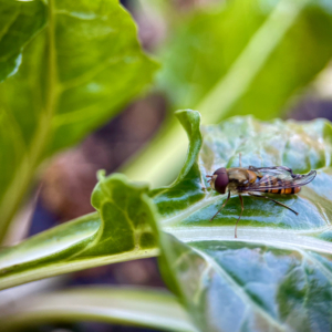 Rooftop Episyrphus balteatus Terraço