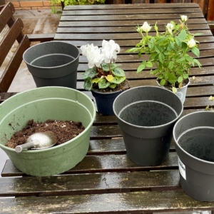 RUG Post 14 Ready to transplant photo