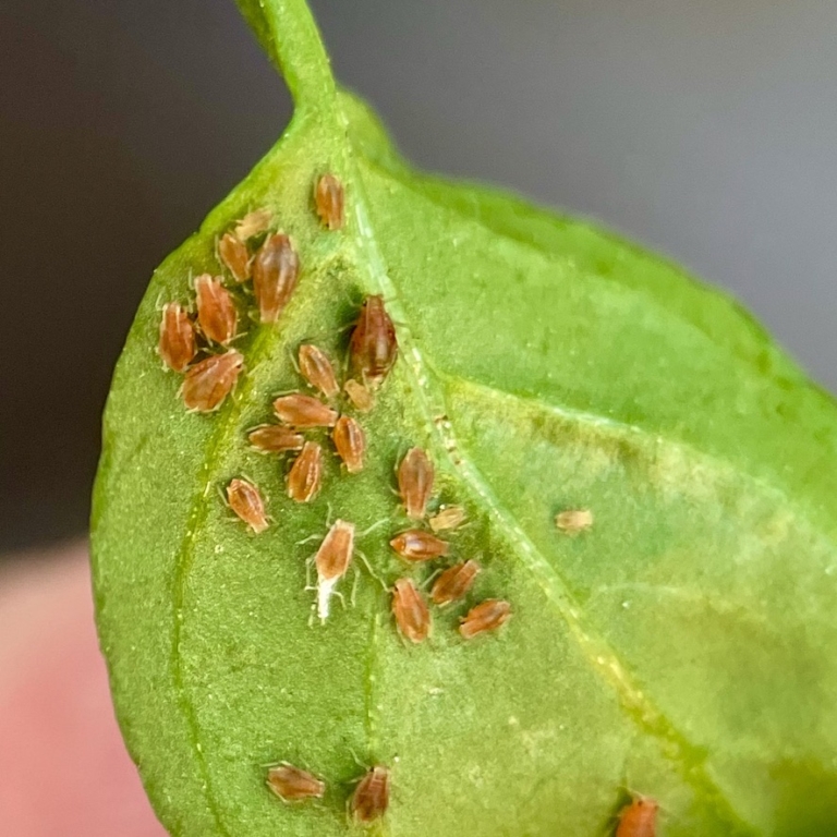 Home Rooftop Urban Gardening pests - aphids in chilli peppers - afídeos (pulgões) nos piripiris