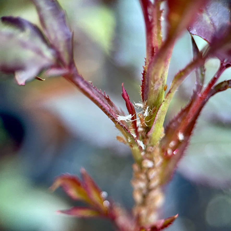 rug post 13 aphids nymphs roses