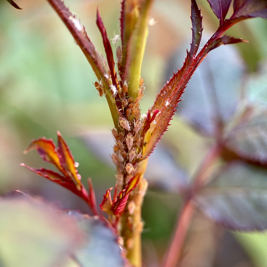rug post 13 aphids roses