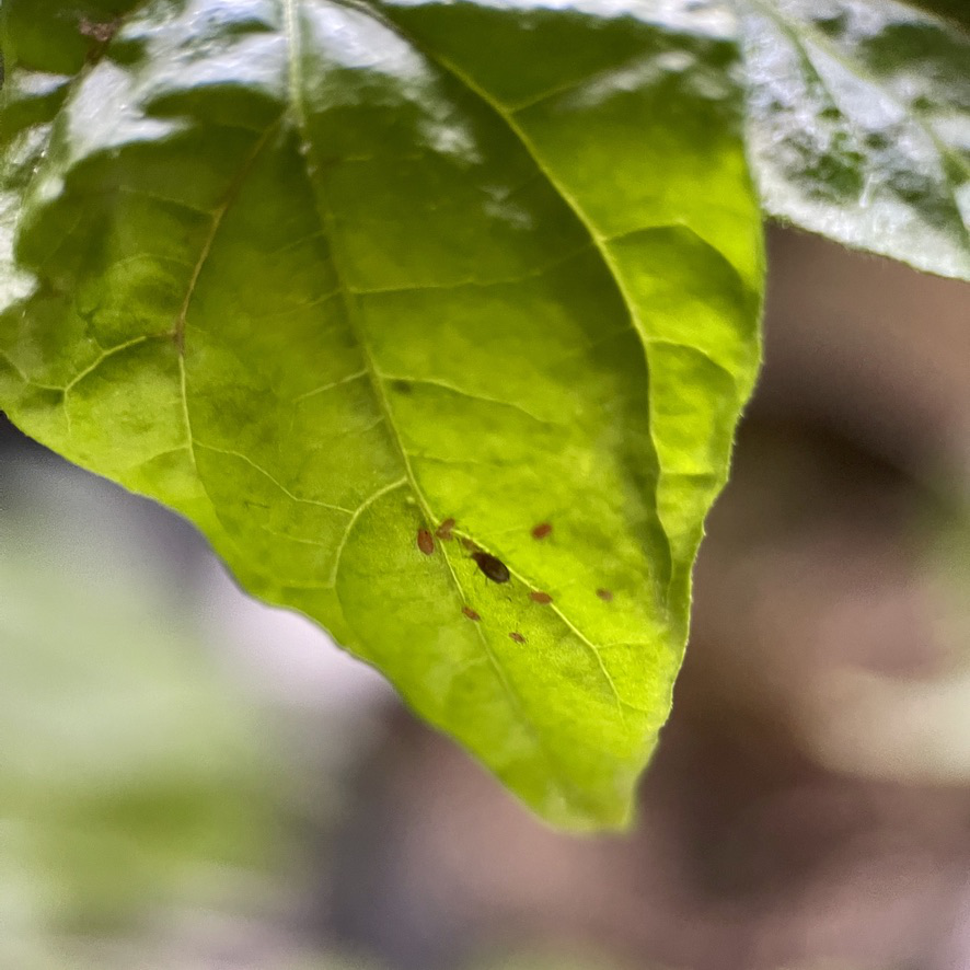 rug post 13 aphids under leaf