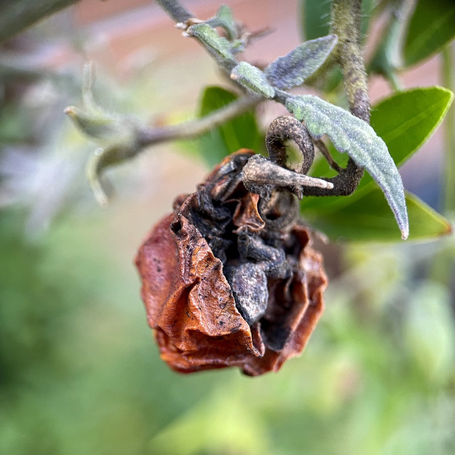 rug post 13 black soot tomatoes