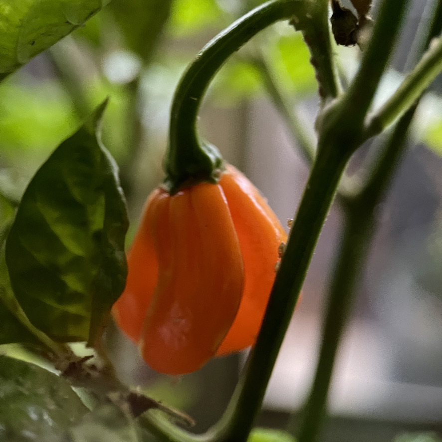 rug post 13 discarded aphid infested chillies