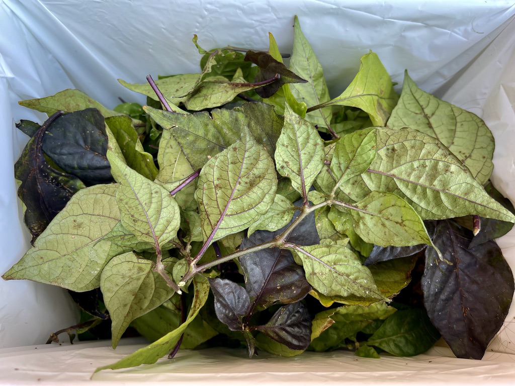 rug post 13 discarded aphid infested leaves