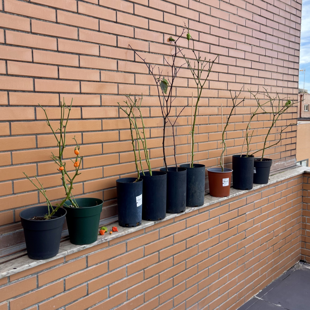 rug post 13 pruned chilli peppers