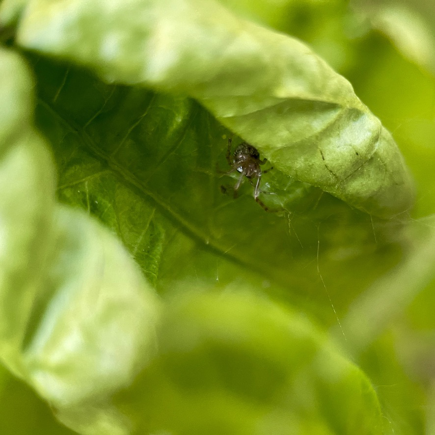 rug post 13 spider under curled leaf
