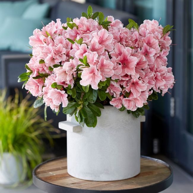 rug post 14 azalea plant