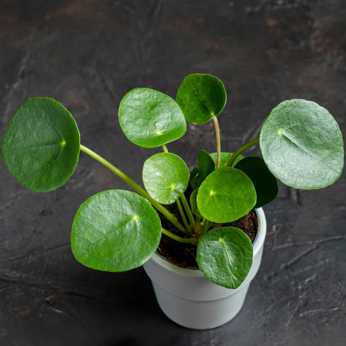 rug post 14 pilea peperomioides chinese money plant