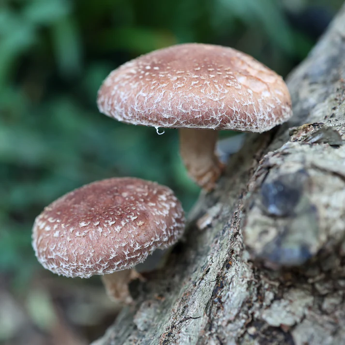 rug post 14 shitakelog grow kit banner