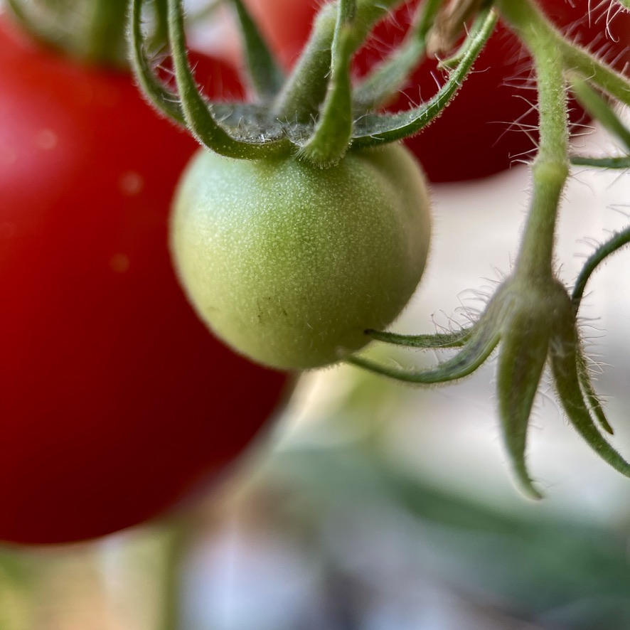 rug 2026 post 001 lesson#1 tomatoesgarlic