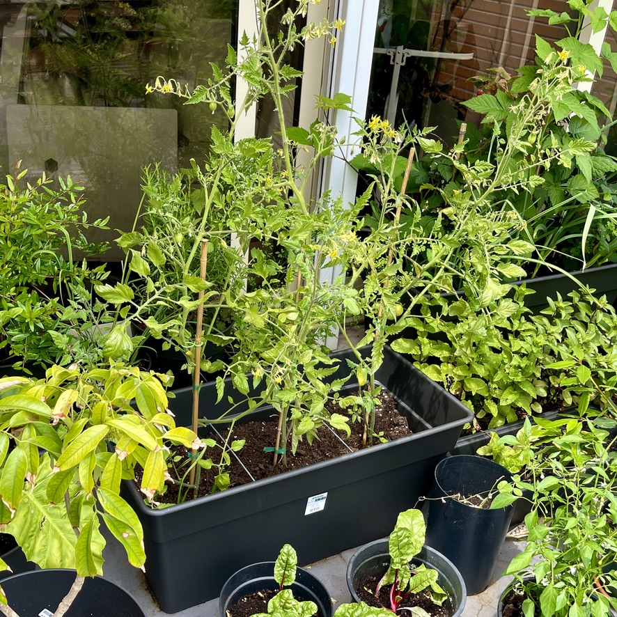 rug 2026 post 001 lesson#2 three sister tomatoes