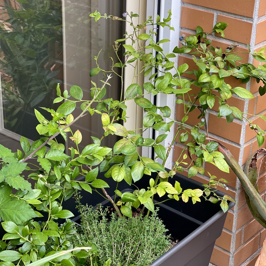 rug 2026 post 001 lesson#3 struggling blueberry