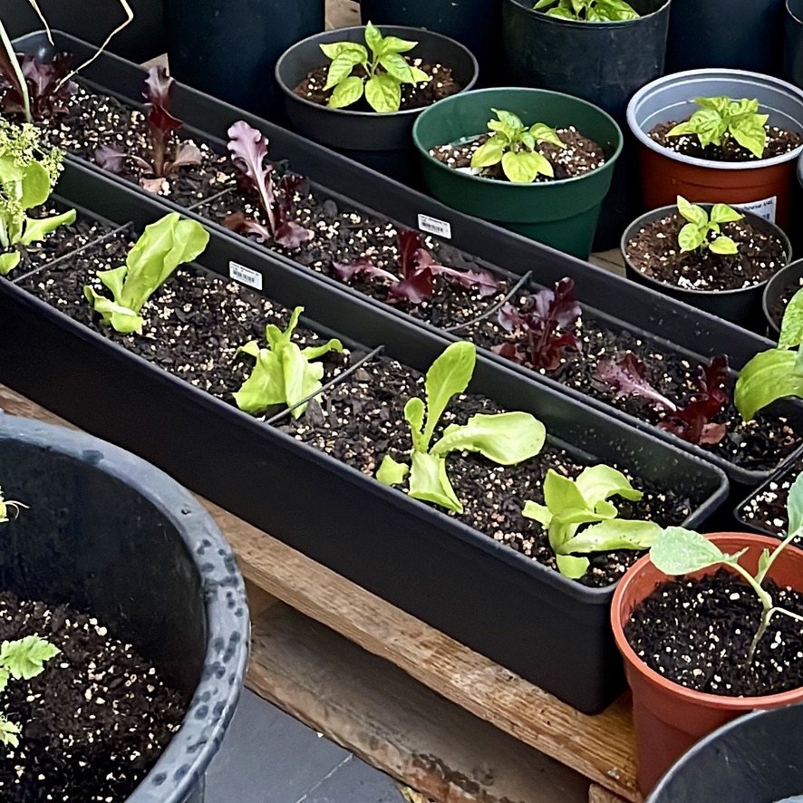 rug 2026 post 001 lesson#4 shallowpots