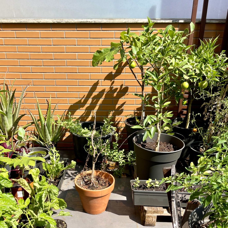 rug 2026 post 001 lesson#5 fullsun shade