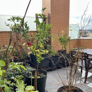 What the 2025 Rooftop Gardening Season Taught Me (The Hard Way) RUG Rooftop Autumn photo post 001 2026