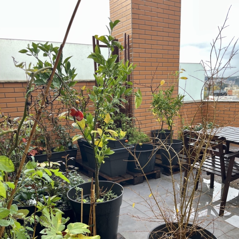 Home RUG Rooftop Autumn photo post 001 2026